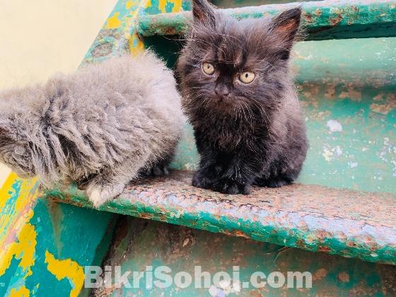 Persian Kitten